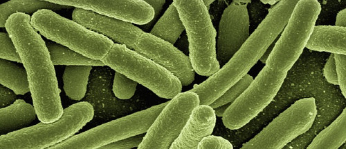Mindre infeksjoner hos idrettsutøvere som tar probiotika