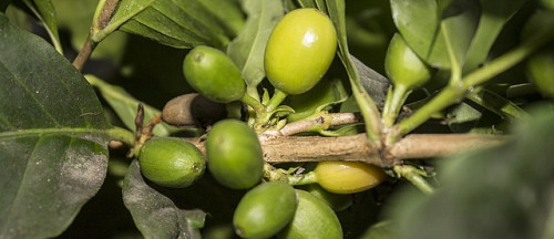 Ned i vekt med Green Coffee Bean