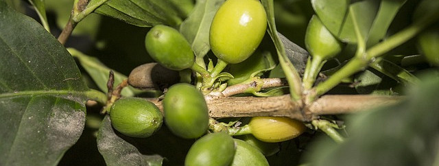Ned i vekt med Green Coffee Bean